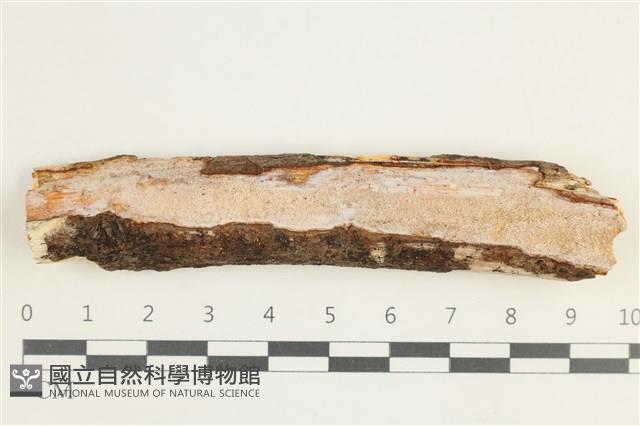 登錄號:F0028487藏品圖，第1張