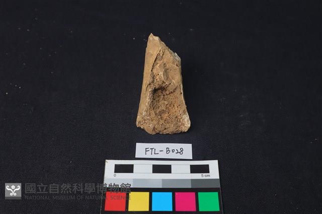 獸骨藏品圖，第1張