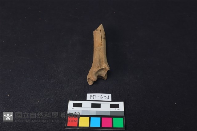 獸骨藏品圖，第1張
