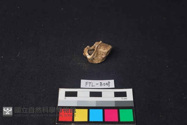 獸骨藏品圖，第1張