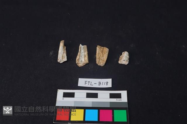 獸骨藏品圖，第1張