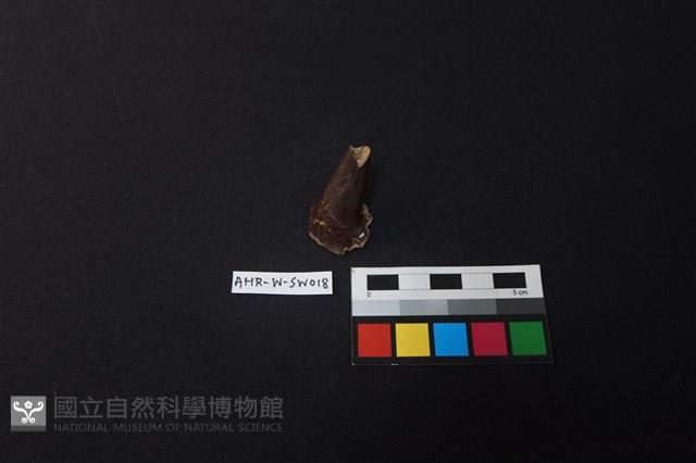 茶壺藏品圖，第1張