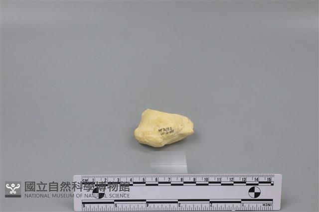 豬骨藏品圖，第1張