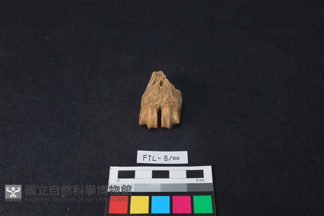 鹿骨藏品圖，第1張