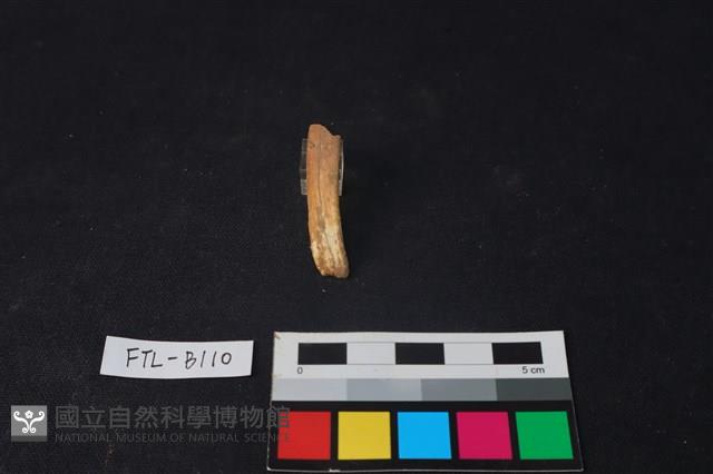 獸骨藏品圖，第1張