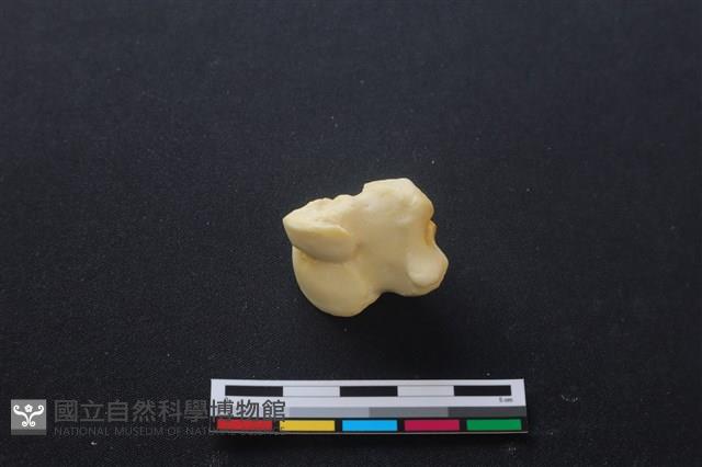豬骨藏品圖，第1張