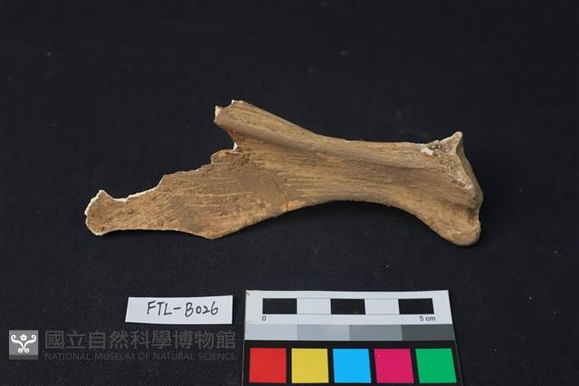 鹿骨藏品圖，第1張