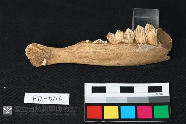 鹿骨藏品圖，第1張