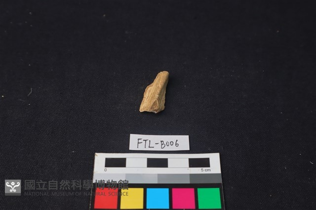獸骨藏品圖，第1張