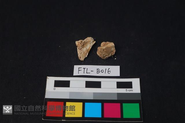 獸骨藏品圖，第1張