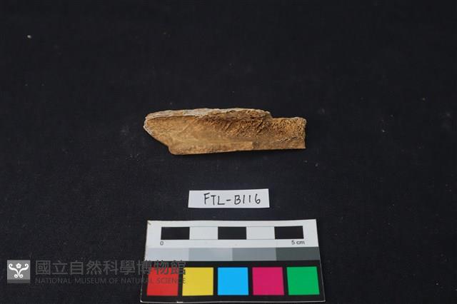 鹿骨藏品圖，第1張