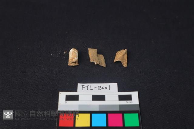 鹿骨藏品圖，第1張