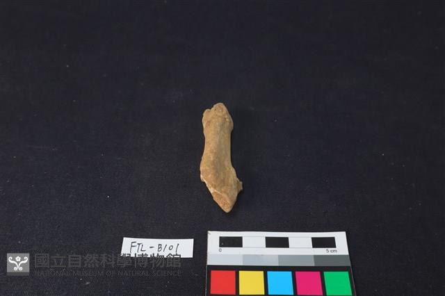 鹿骨藏品圖，第1張