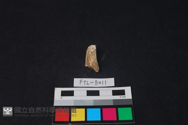 獸骨藏品圖，第1張