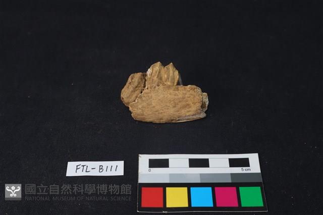 鹿骨藏品圖，第1張