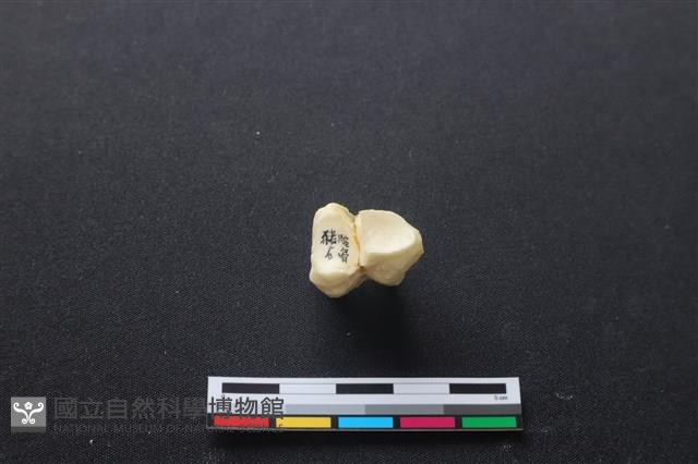 豬骨藏品圖，第1張