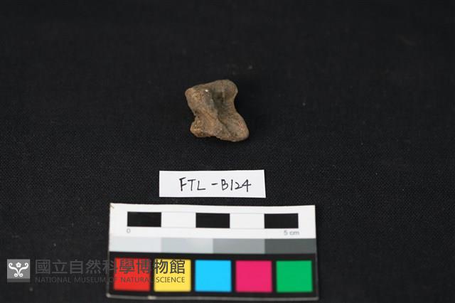 獸骨藏品圖，第1張