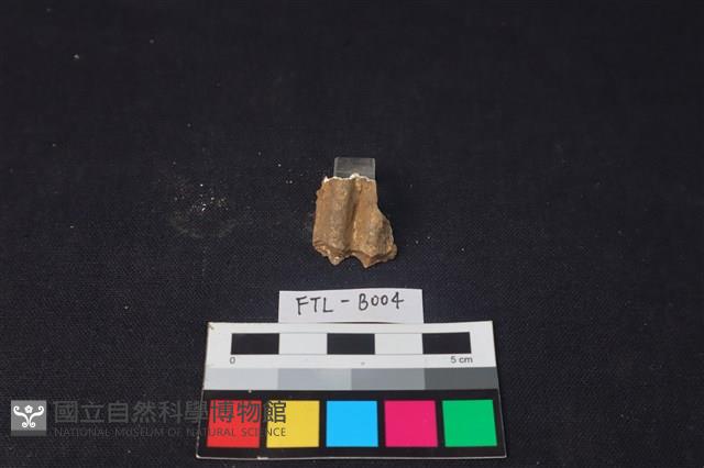 鹿骨藏品圖，第1張