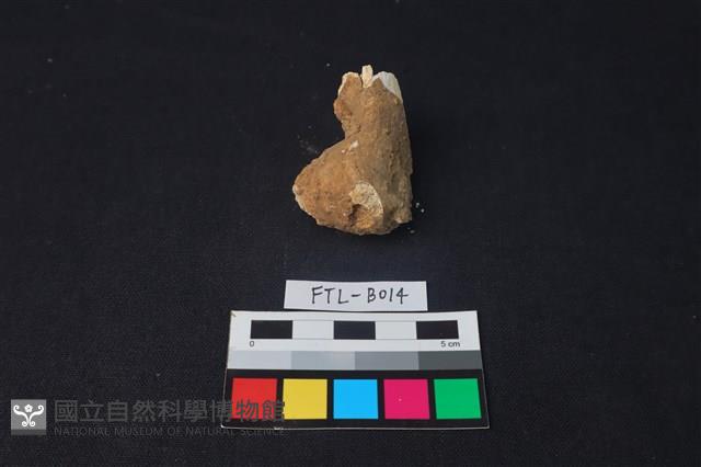 獸骨藏品圖，第1張