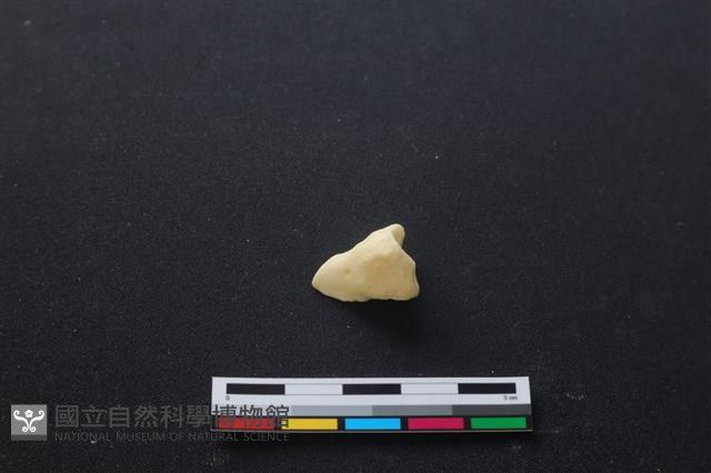 豬骨藏品圖，第1張