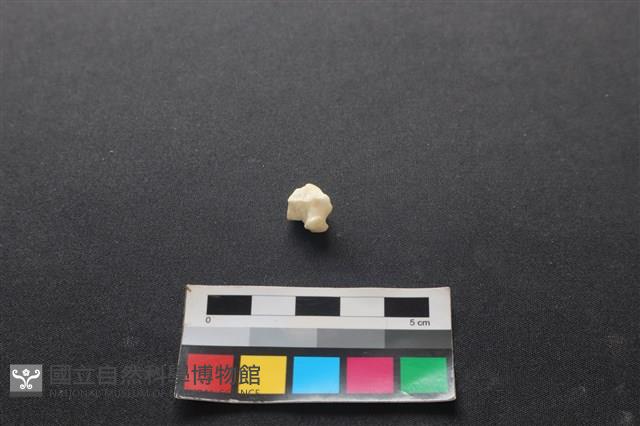 狗骨藏品圖，第1張
