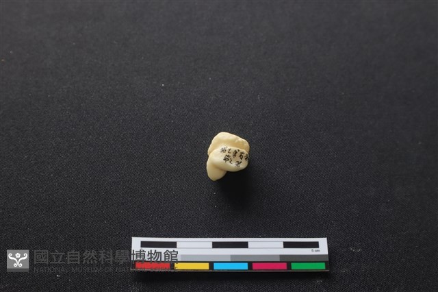 豬骨藏品圖，第1張