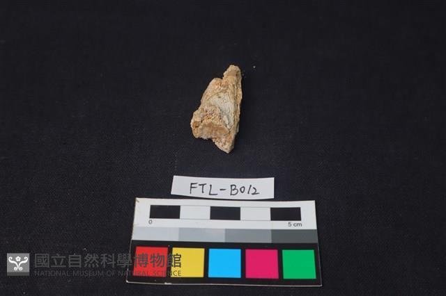 獸骨藏品圖，第1張