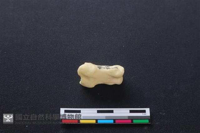 豬骨藏品圖，第1張