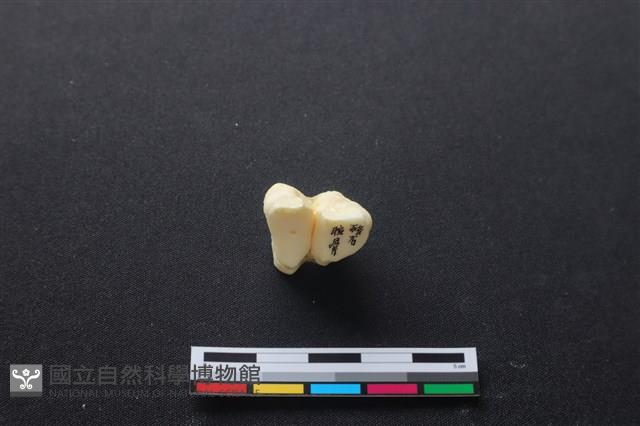 豬骨藏品圖，第1張