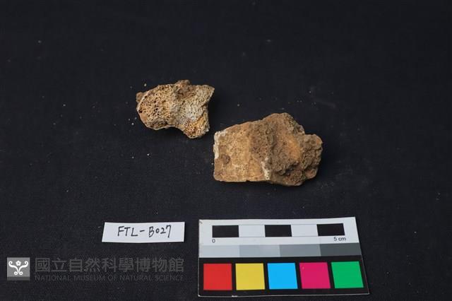 獸骨藏品圖，第1張