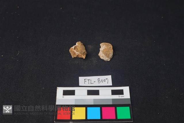 獸骨藏品圖，第1張