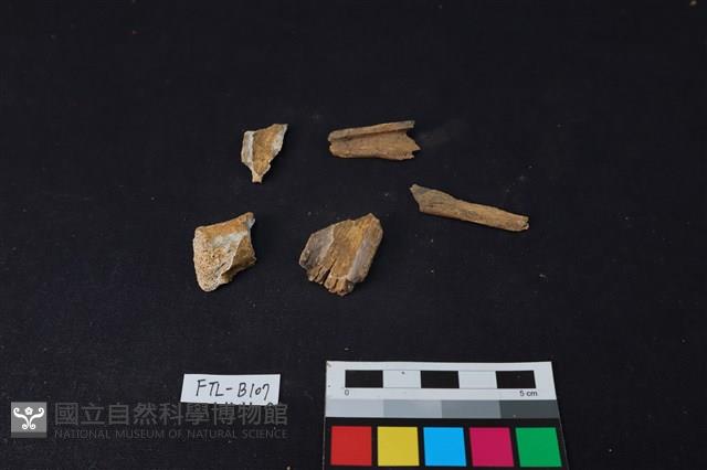 獸骨藏品圖，第1張