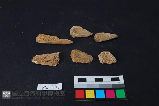 獸骨藏品圖，第1張