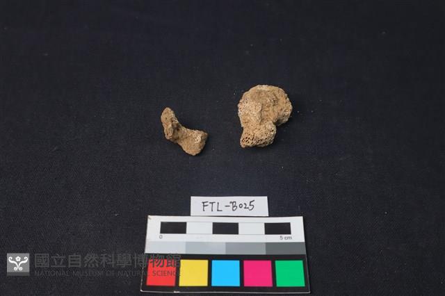 獸骨藏品圖，第1張