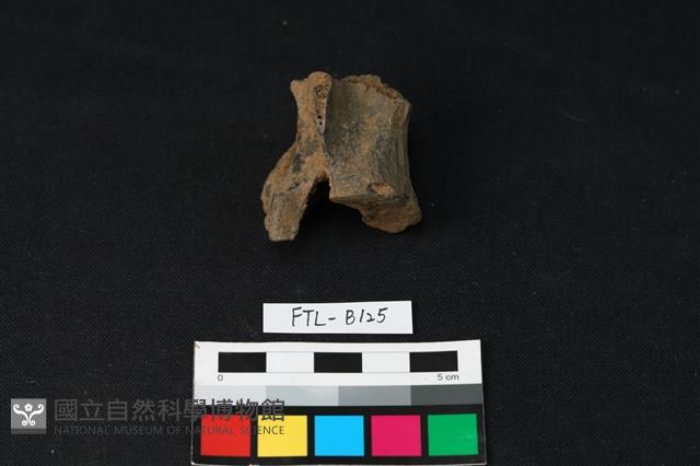 鹿骨藏品圖，第1張