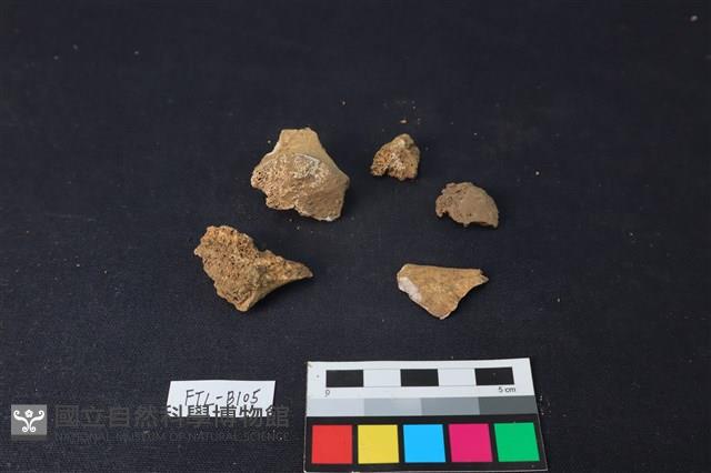 獸骨藏品圖，第1張