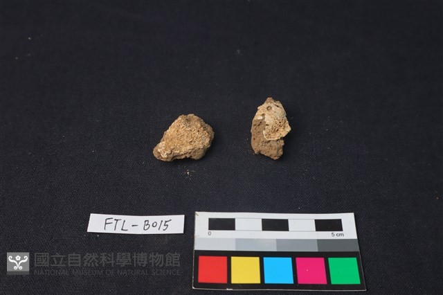 獸骨藏品圖，第1張