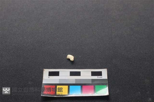 狗骨藏品圖，第1張