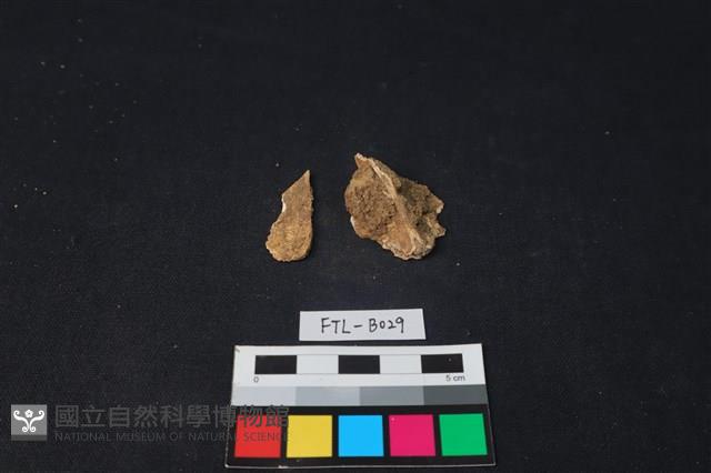 獸骨藏品圖，第1張