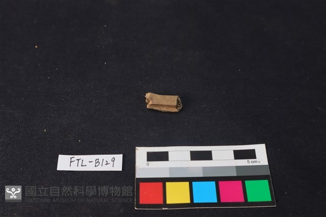 獸骨藏品圖，第1張