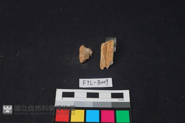 獸骨藏品圖，第1張