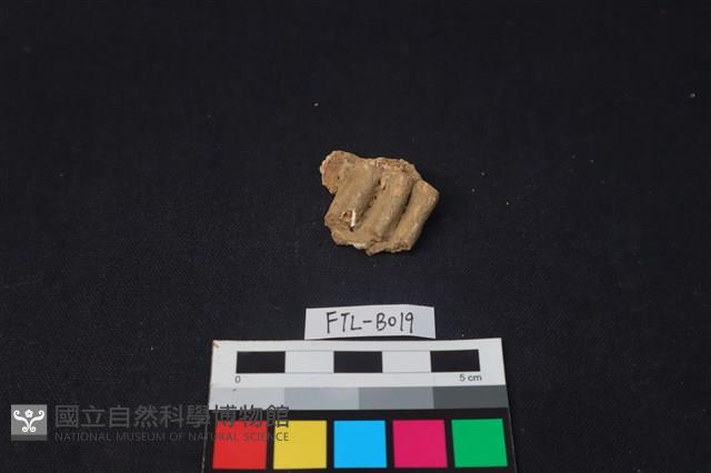 獸骨藏品圖，第1張