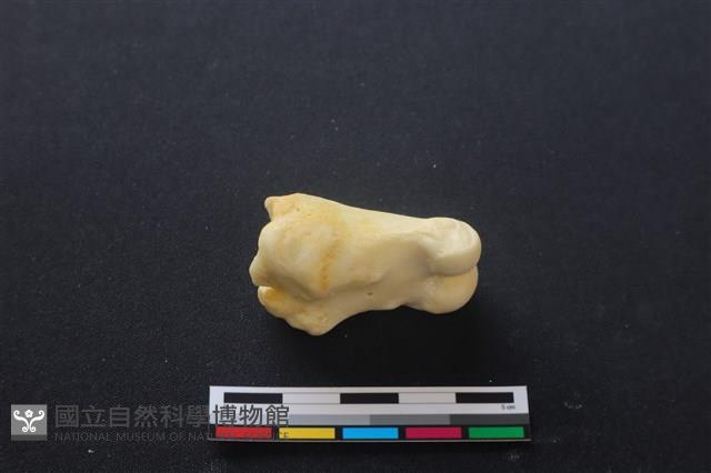豬骨藏品圖，第1張