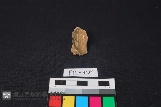 獸骨藏品圖，第1張