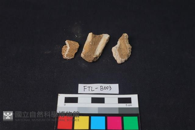 獸骨藏品圖，第1張