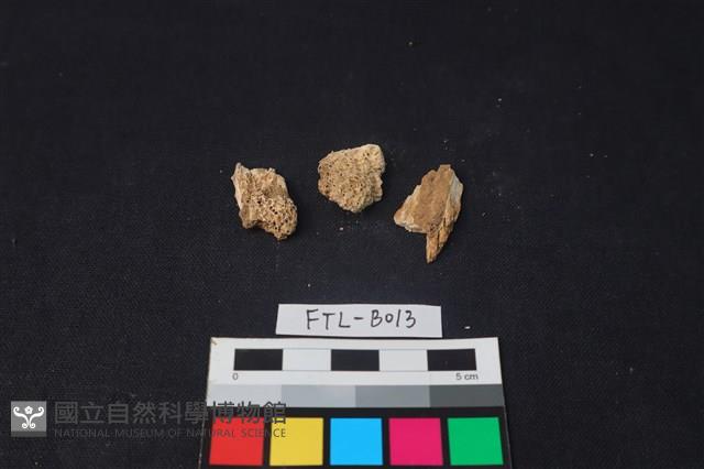 獸骨藏品圖，第1張