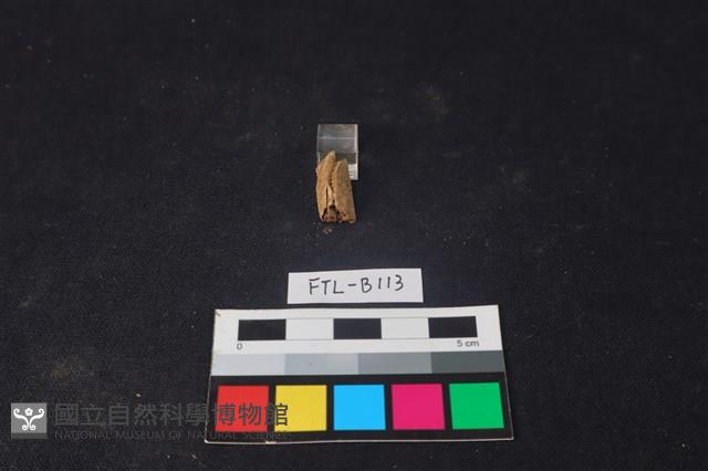 獸骨藏品圖，第1張