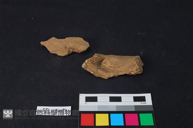 獸骨藏品圖，第1張