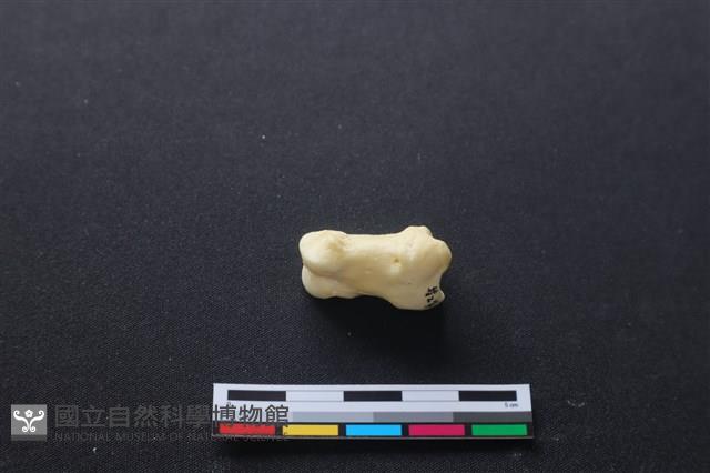 豬骨藏品圖，第1張