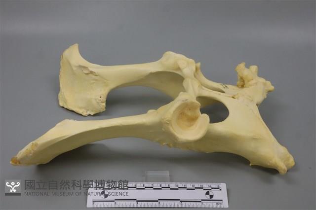 豬骨藏品圖，第5張